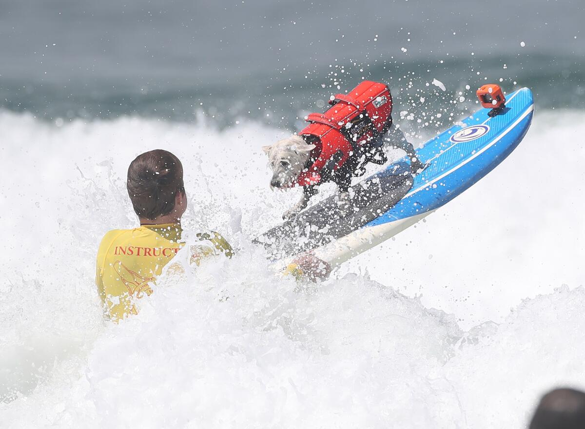 Petey, a terrier, keeps his balance as he crashes through the whitewater at Huntington Beach on Friday.