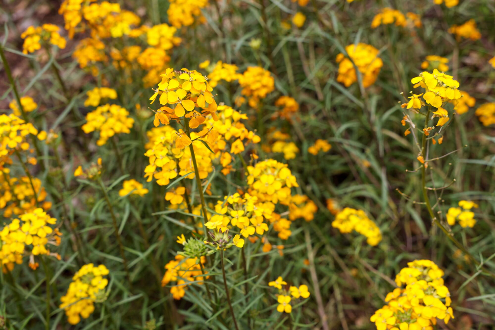 A patch of sanddune wallflowers, whose blooms look like tiny deep yellow bouquets on tall feathery stalks.