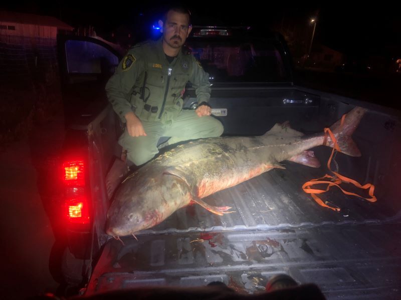 California wildlife officials bust white sturgeon poaching ring, authorities say