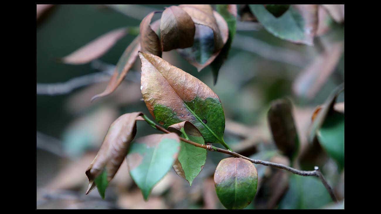 Photo Gallery: 18 acres of camellia bushes at Descanso Gardens suffer leaf burn due to excessive heat