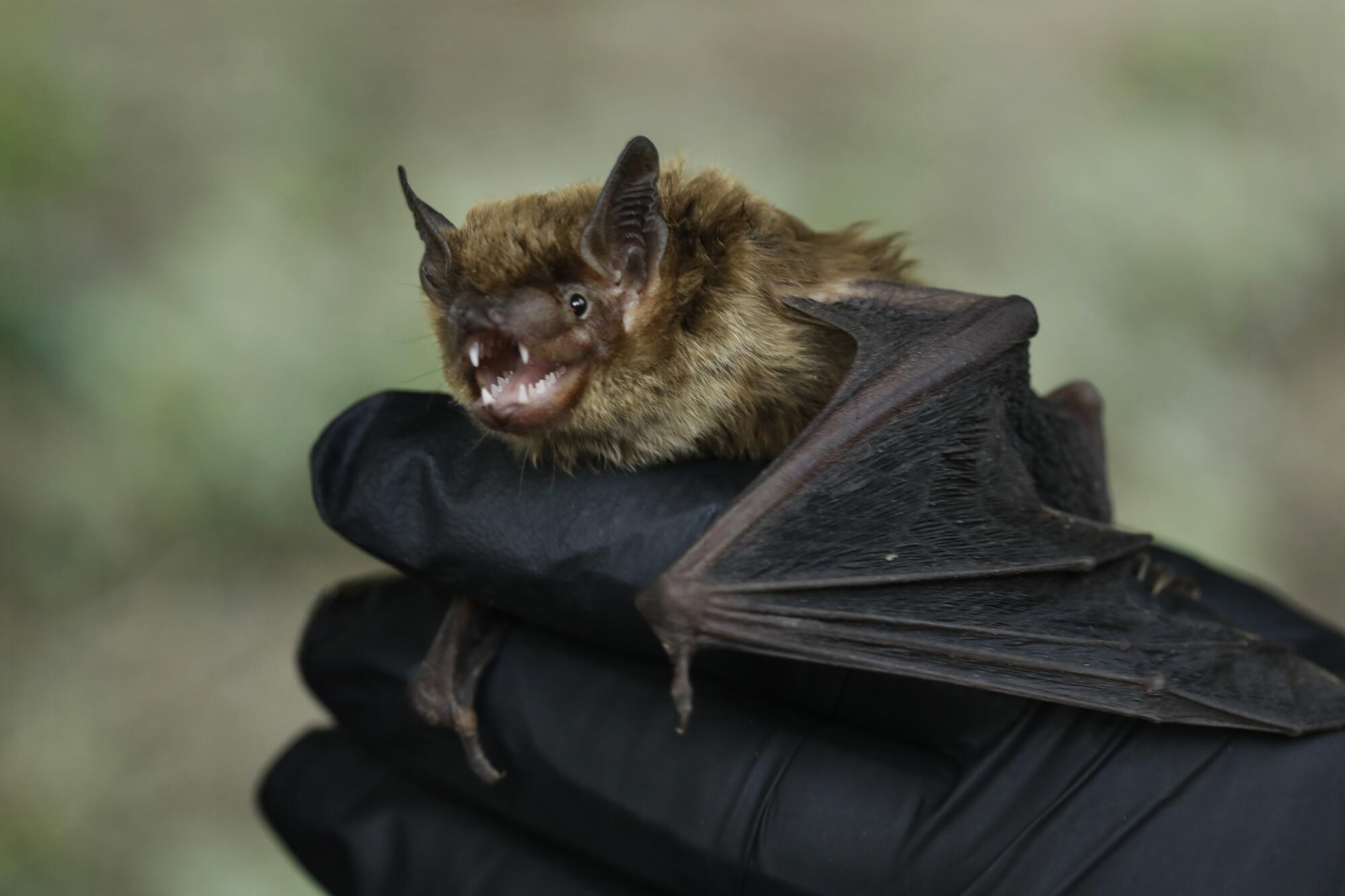 A big brown bat in Yolo Bypass Wildlife Area