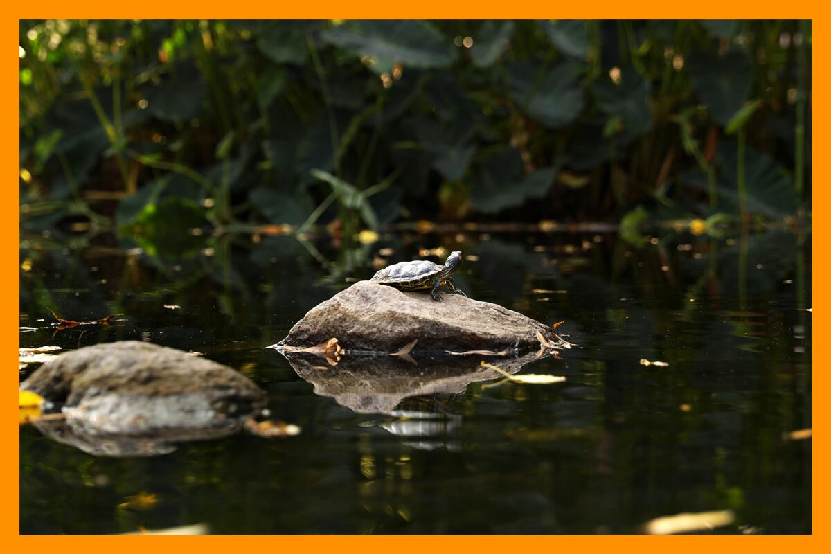 Turtles on a rock in a pond