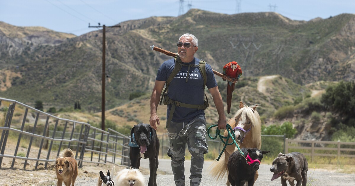 'Dog Whisperer' Cesar Millan offers tips for dog owners - Los ...