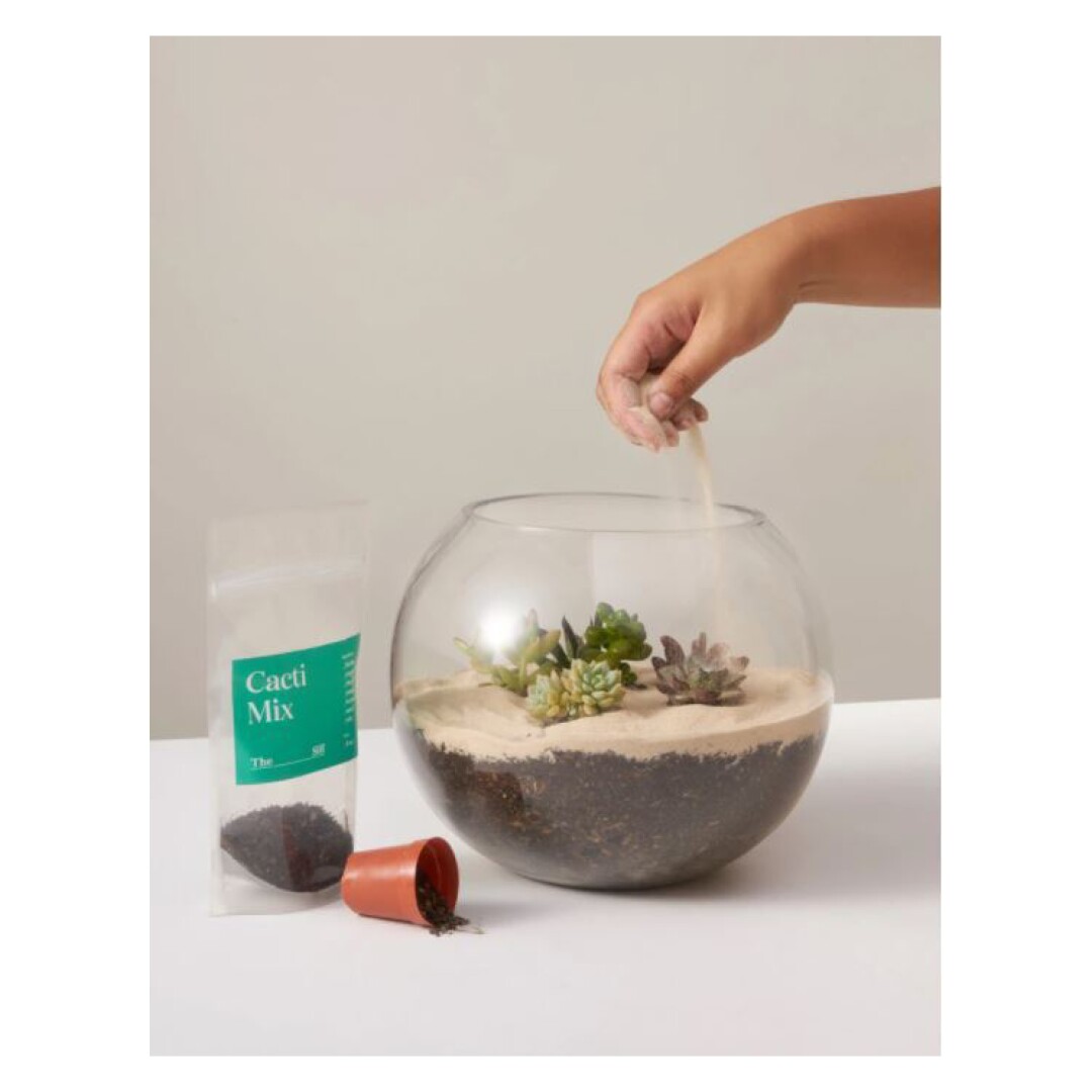 Sand is added to a cactus-filled terrarium.