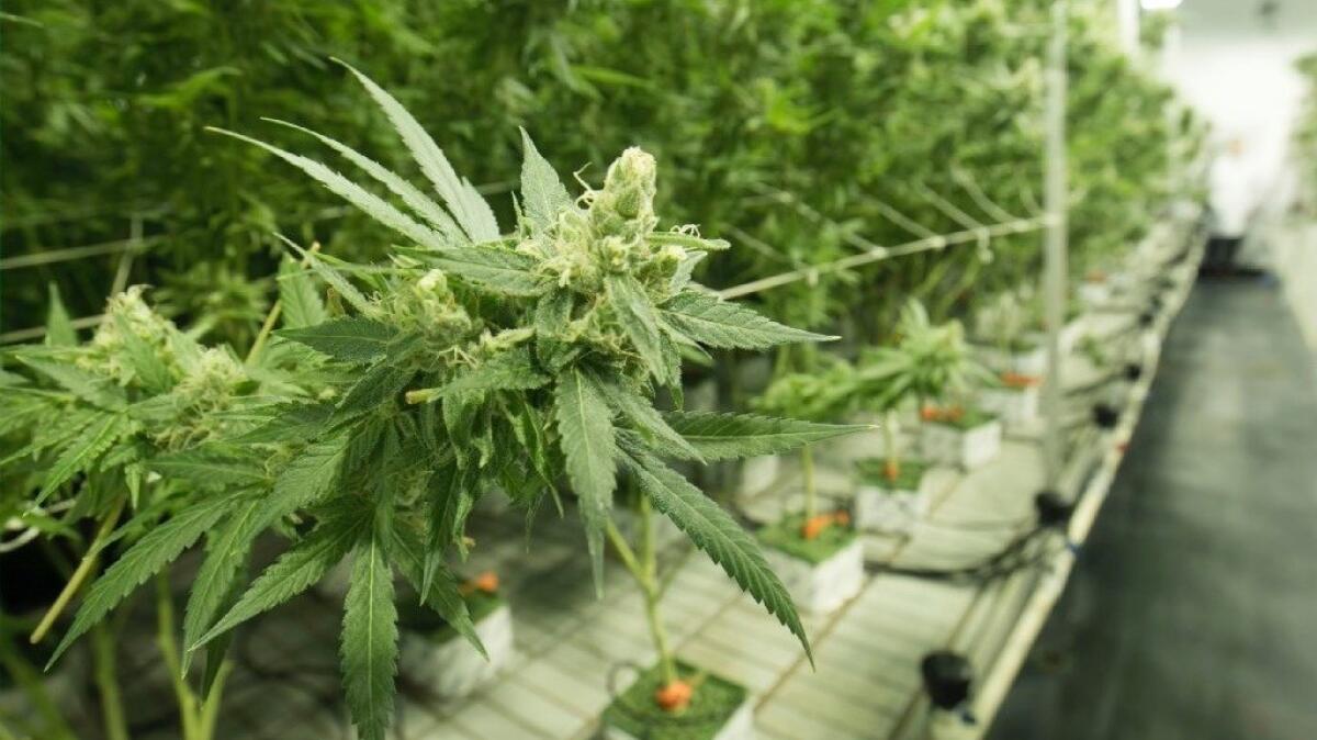A legal marijuana growing facility in El Cajon. Chula Vista is still developing its regulations.