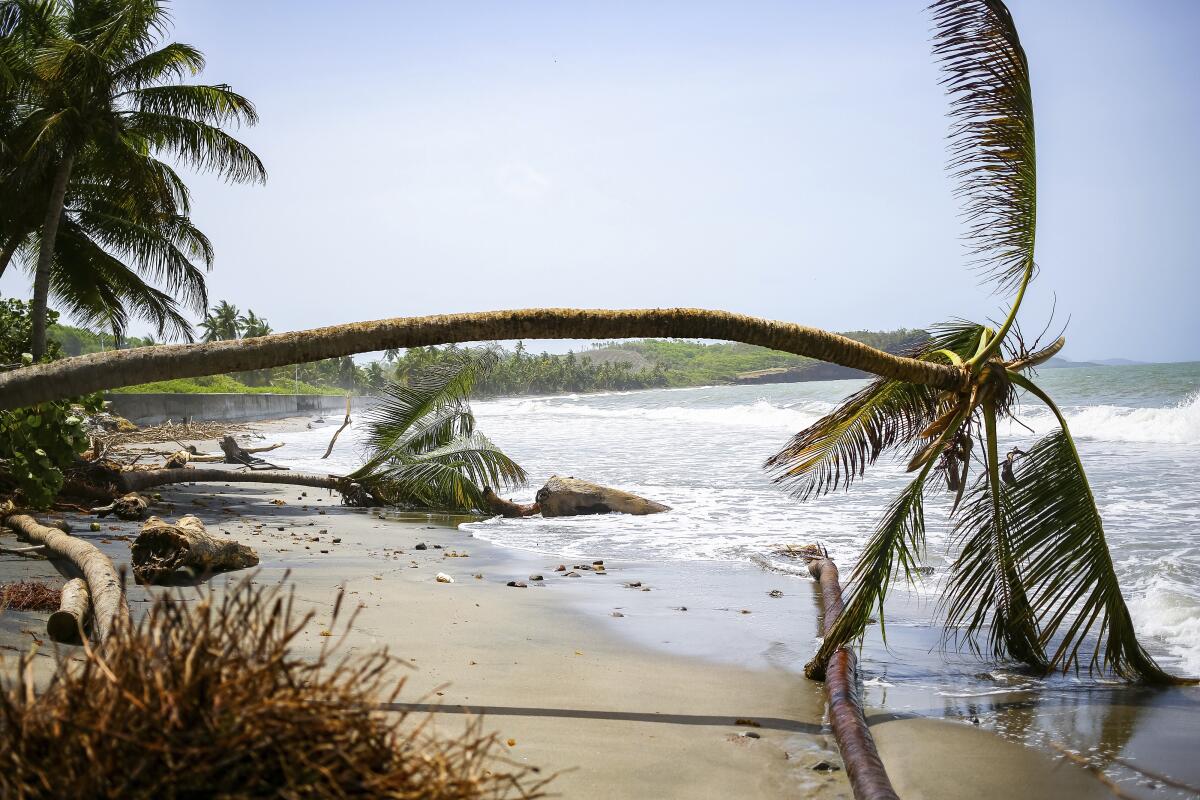 Palm trees lie on the beach.