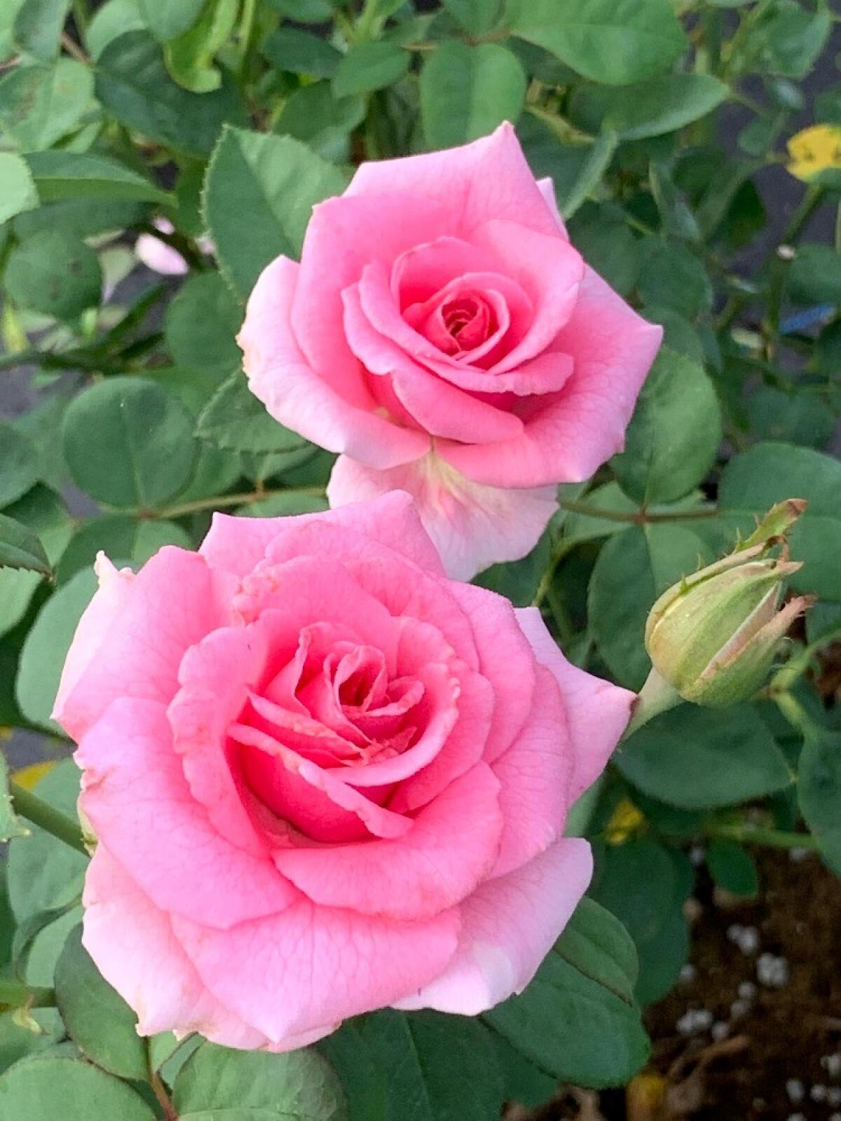 Rose Buds – Red Blossom Tea Company