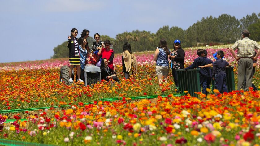 5 Things You Need To Know About The Flower Fields In Carlsbad The San Diego Union Tribune