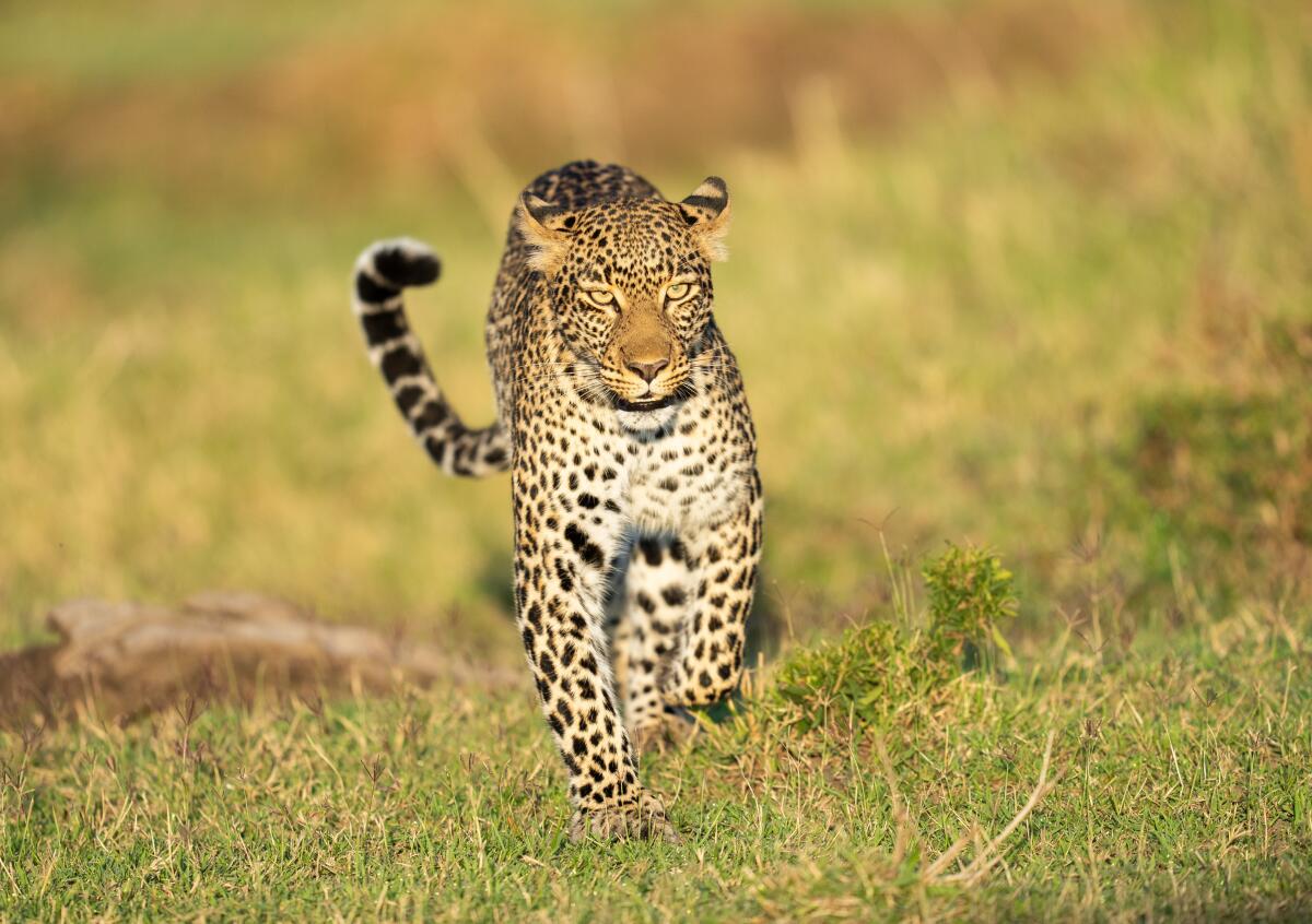 An image captured by Nigella Hillgarth while in the Masai Mara of Africa.