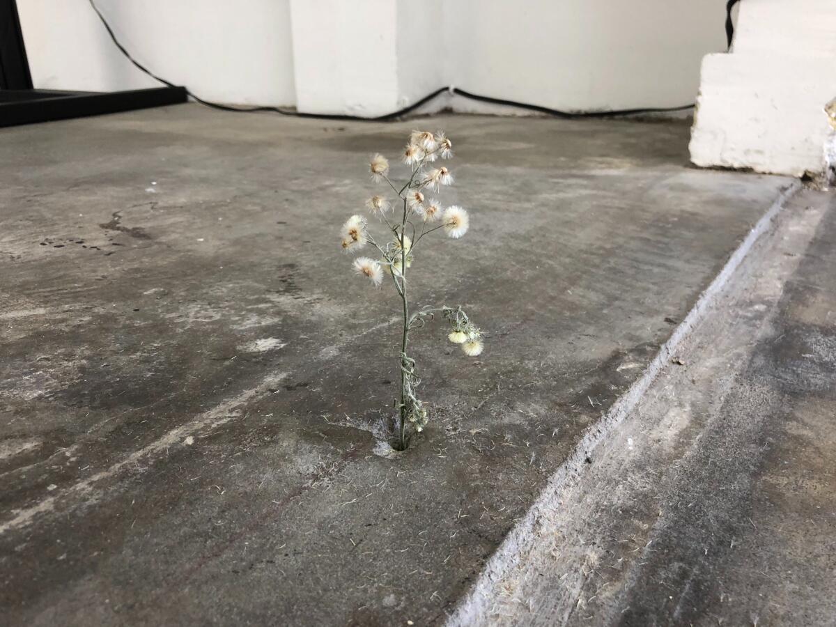 A dandelion pokes up from the cement floors at the Crenshaw Dairy Mart art space