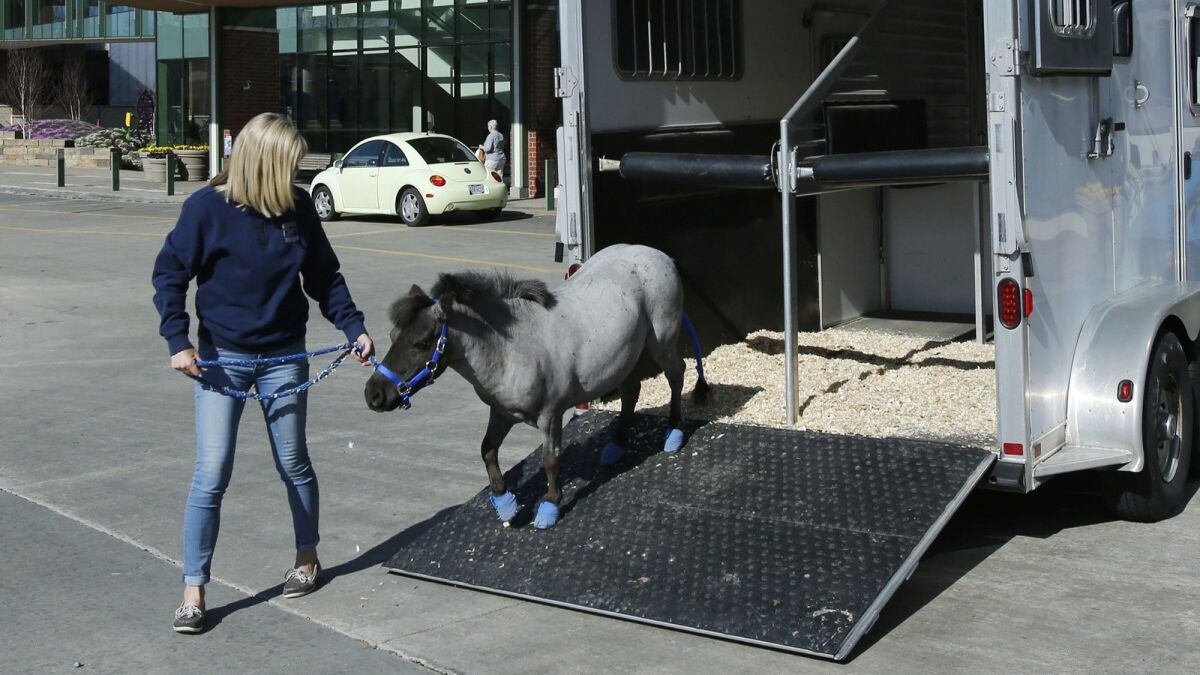 Willie Nelson, a miniature horse, makes its debut as a therapy horse at Akron Children's Hospital in Akron, Ohio, in May. JetBlue says it will allow only dogs, cats and miniature horses as emotional support animals on planes.