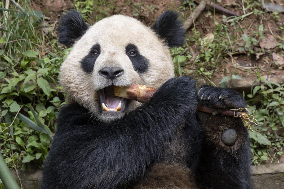 Esta imagen publicada por el Zoo de San Diego muestra al panda gigante Yun Chuan 
