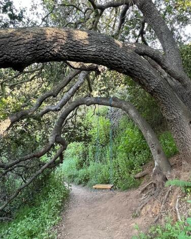 Wheee! Here are 15 SoCal hiking trails with hidden tree swings - Los  Angeles Times
