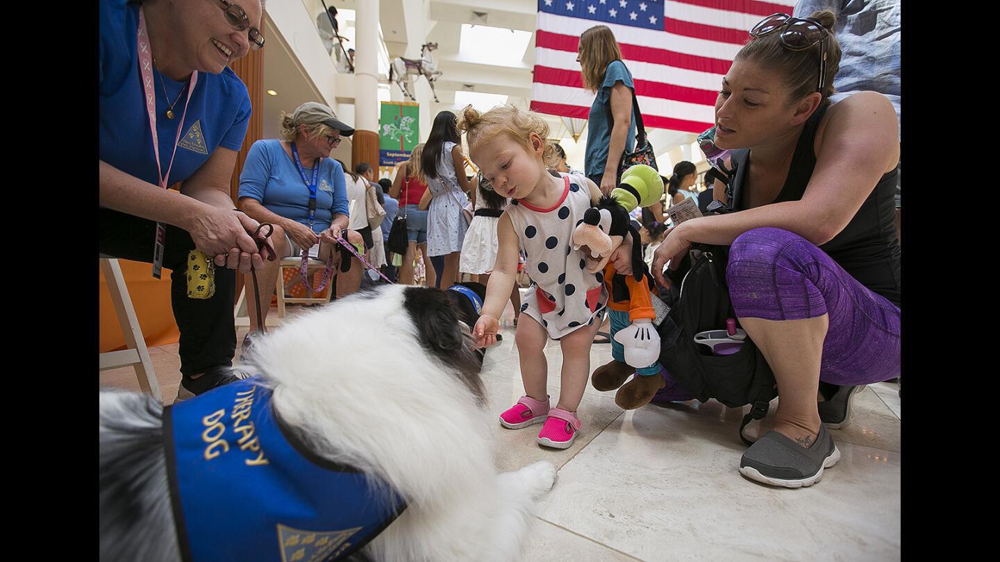 McKenna Grimm, 1, and her mom Kyla pet Koa, a service dog with Pet Partners during the opening ceremonies for the 16th annual Festival of Children at the Carousel Plaza in South Coast Plaza on Saturday, September 2.