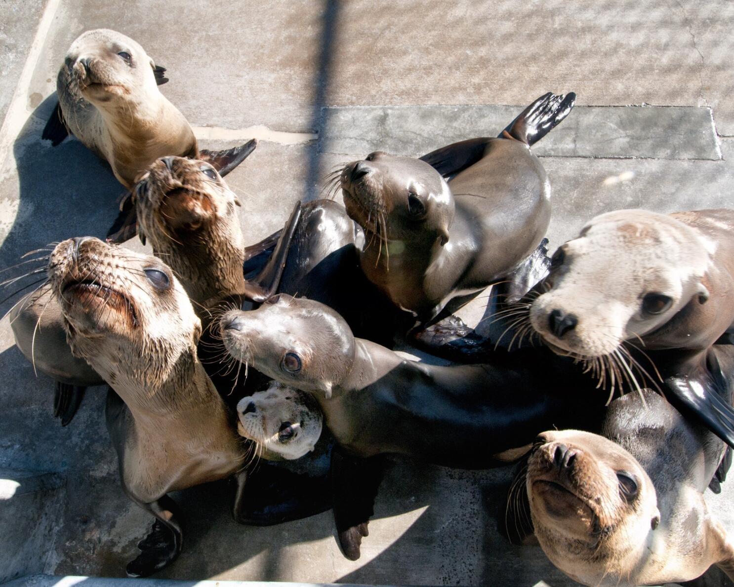 Feeding the Sea Lions at SeaWorld® San Diego - Brie Brie Blooms