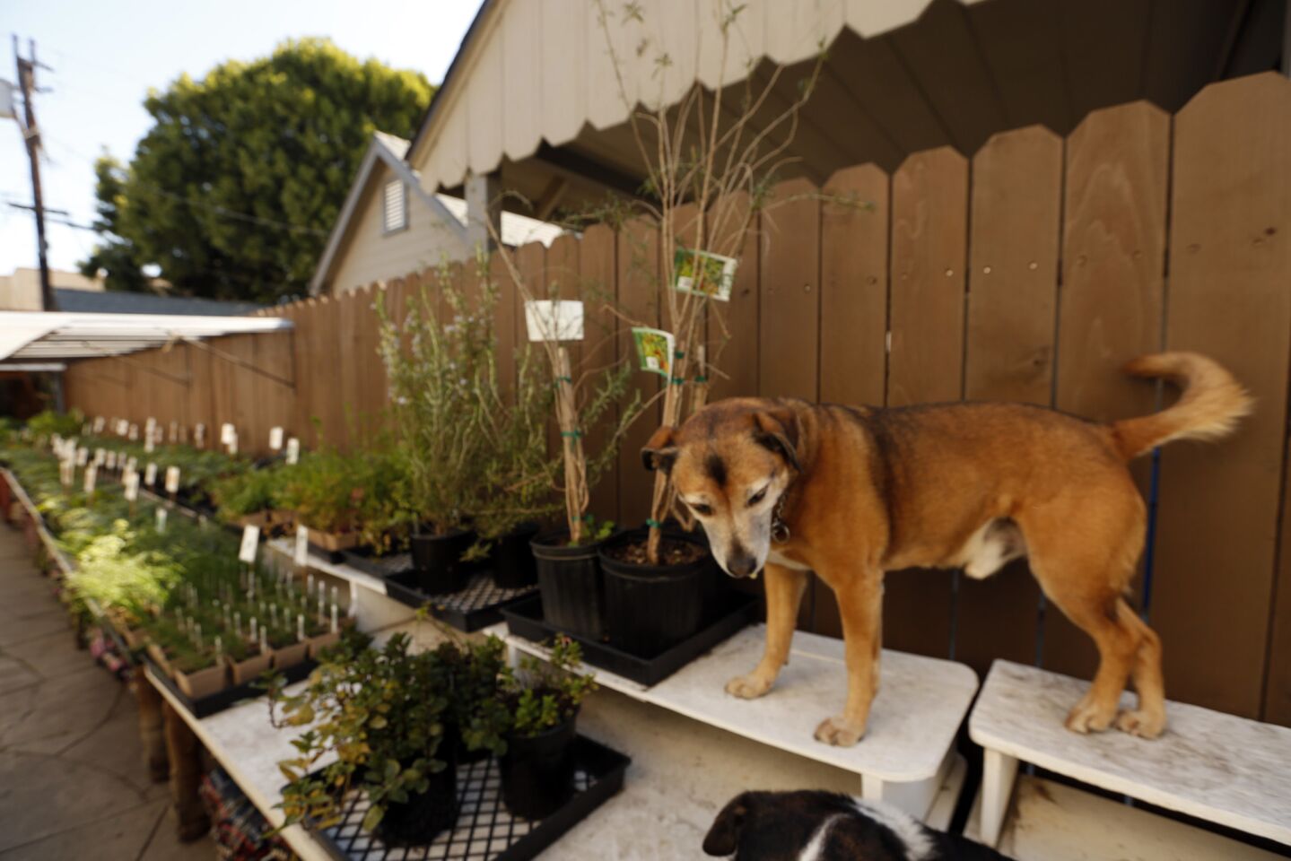 Lalo is ready to greet customers for the spring sale at the Two Dog Organic Nursery.