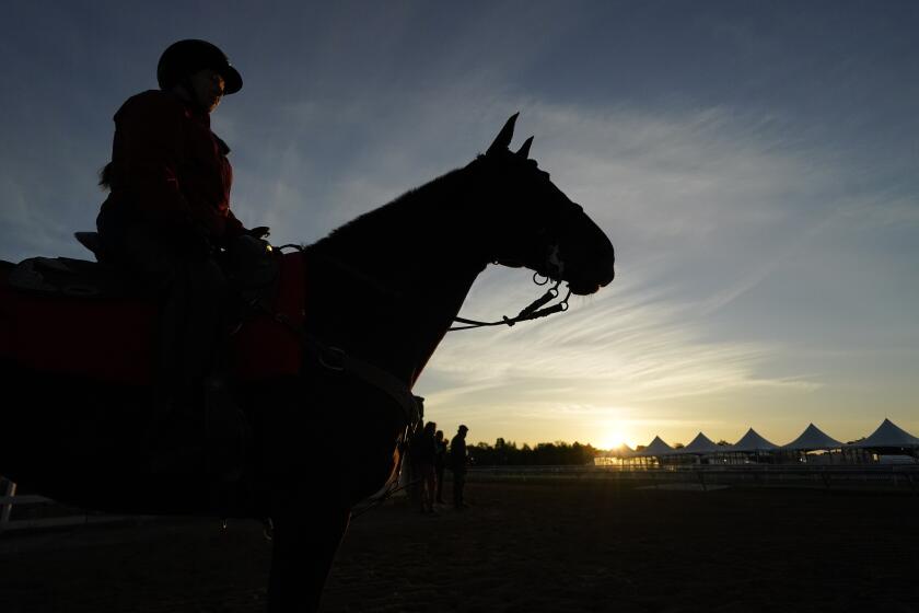 An outrider looks on as horses work out ahead of the Preakness Horse Race at Pimlico Race Course.