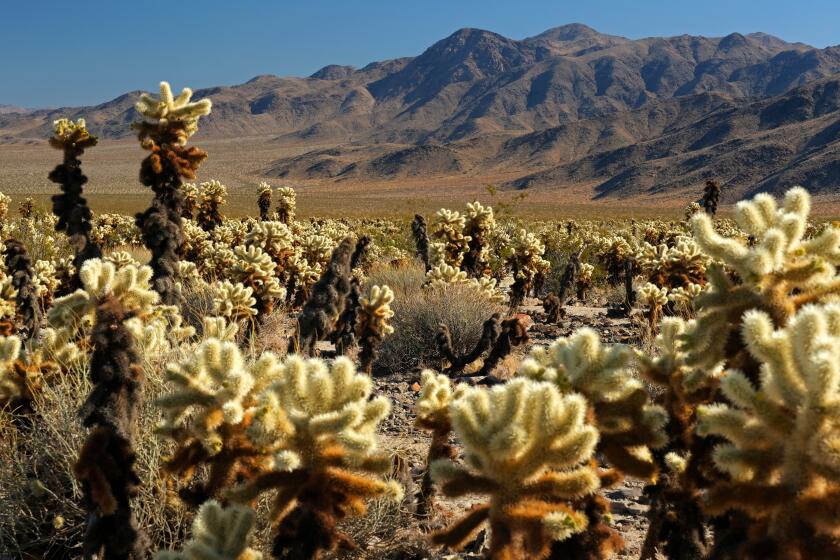 JOSHUA TREE, CA - NOVEMBER 17, 2020: The Cactus Cholla Garden at Joshua Tree National Park in California. (Calvin B. Alagot / Los Angeles Times)