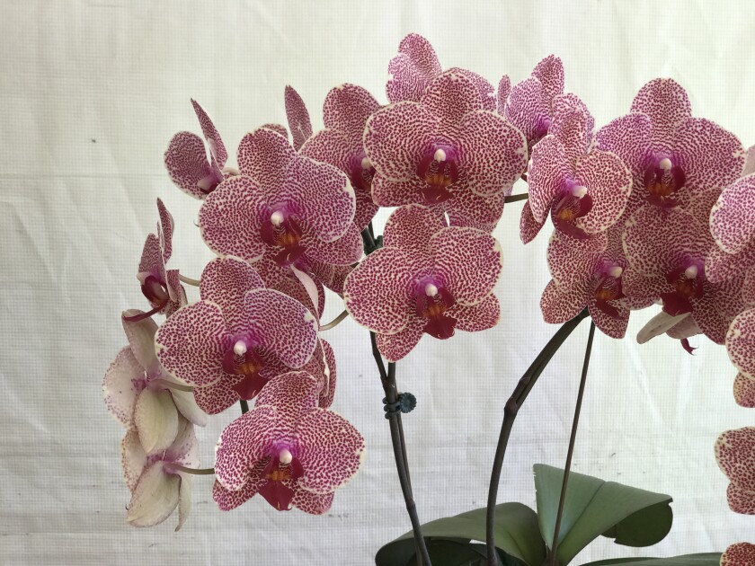 Orkideler ve onların şaşırtıcı çeşitliliği de Coronado Flower Show'da popüler bir çekiliş.