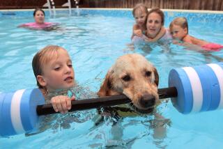 October 30, 2017_Escondido, California_USA_| At the home of Judy Fridono her Labrador retriever named Cori pulls 6 year old Logan Powell, 6, using an aquatic barbell as Cori is trained to be a swimming therapy dog. At right is Logan's mom Jodi Powell, a swim teacher, with son Sawyer,4, and friend Caiden Shawber, 3, on her back. In the distance at left is Cori's handler Deb Parker. |_Photo Credit: Photo by Charlie Neuman