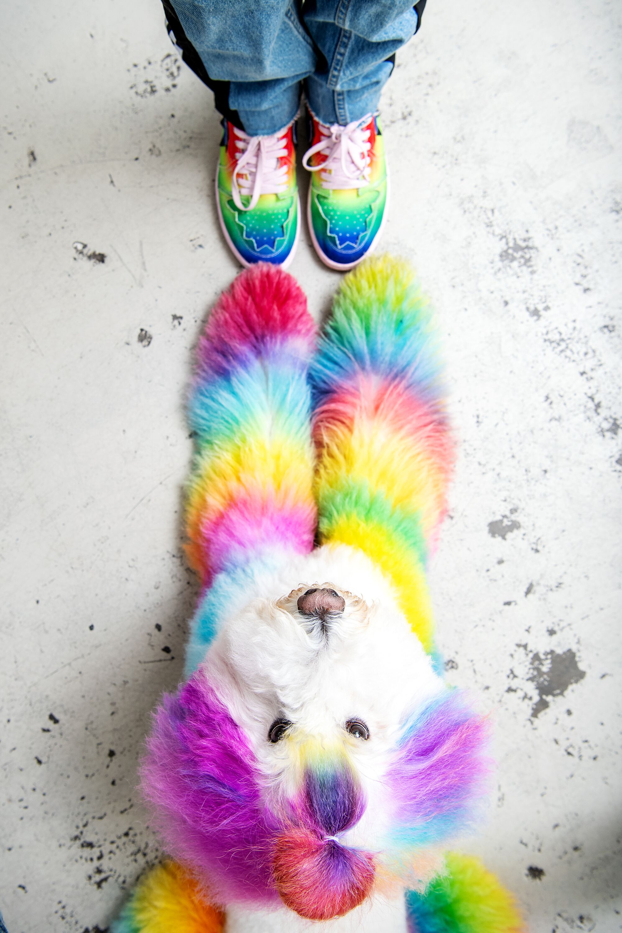 A rainbow dog stretches out its paws to a pair of rainbow shoes