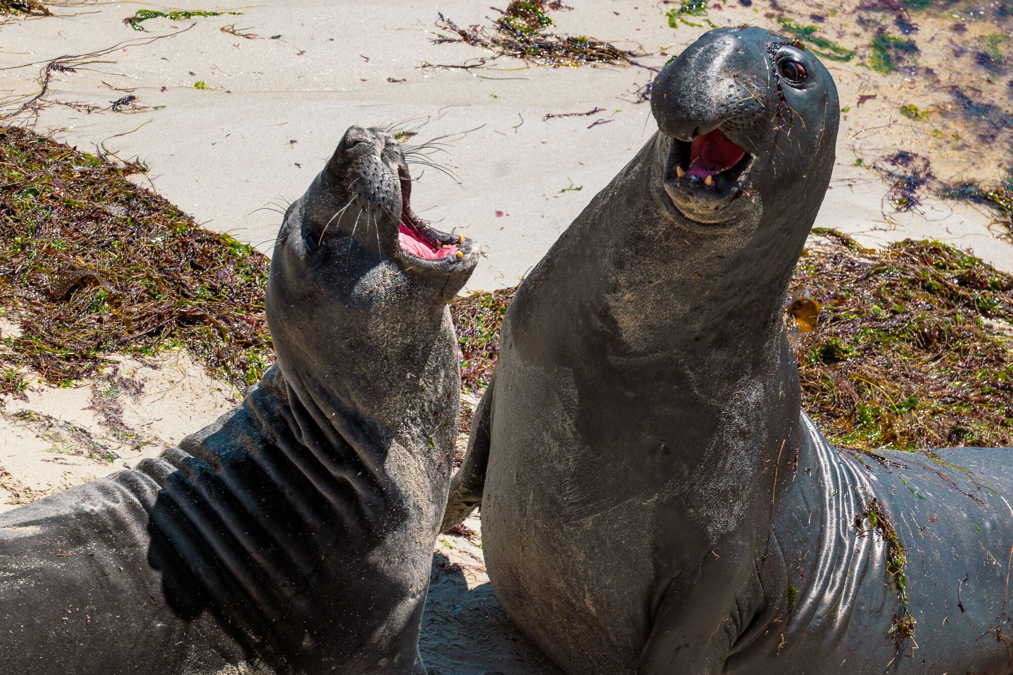 Juvenile elephant seals open their mouths while on the beach.
