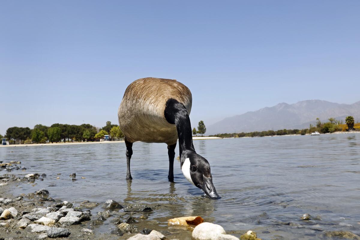 A wild goose takes a drink at the Santa Fe Dam.