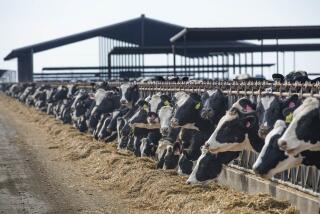 Holstein cows at Riverview Dairy in Pixley, California, on March 12, 2020. The liquid part of their manure is directed into a nearby anaerobic digester, which captures methane that would otherwise be emitted into the atmosphere.