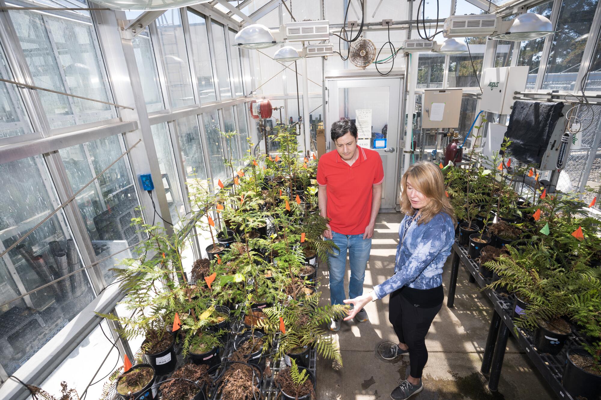 Two people look at plants in a greenhouse.