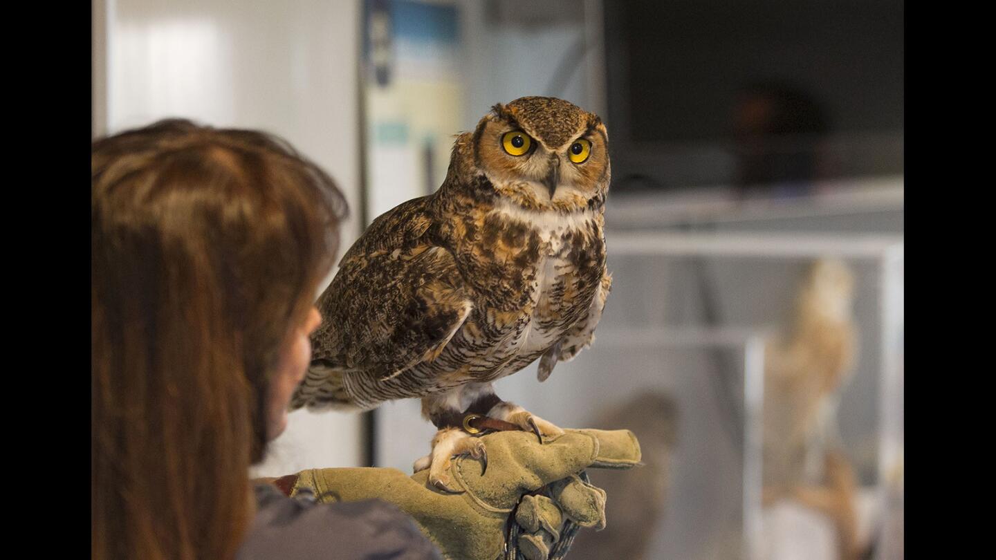 A volunteer introduces Tweek, a great horned owl, at the Bolsa Chica Conservancy’s “Raptors of the Bolsa Chica Wetlands” talk presented by the Orange County Bird" of Prey Center on Thursday in Huntington Beach.
