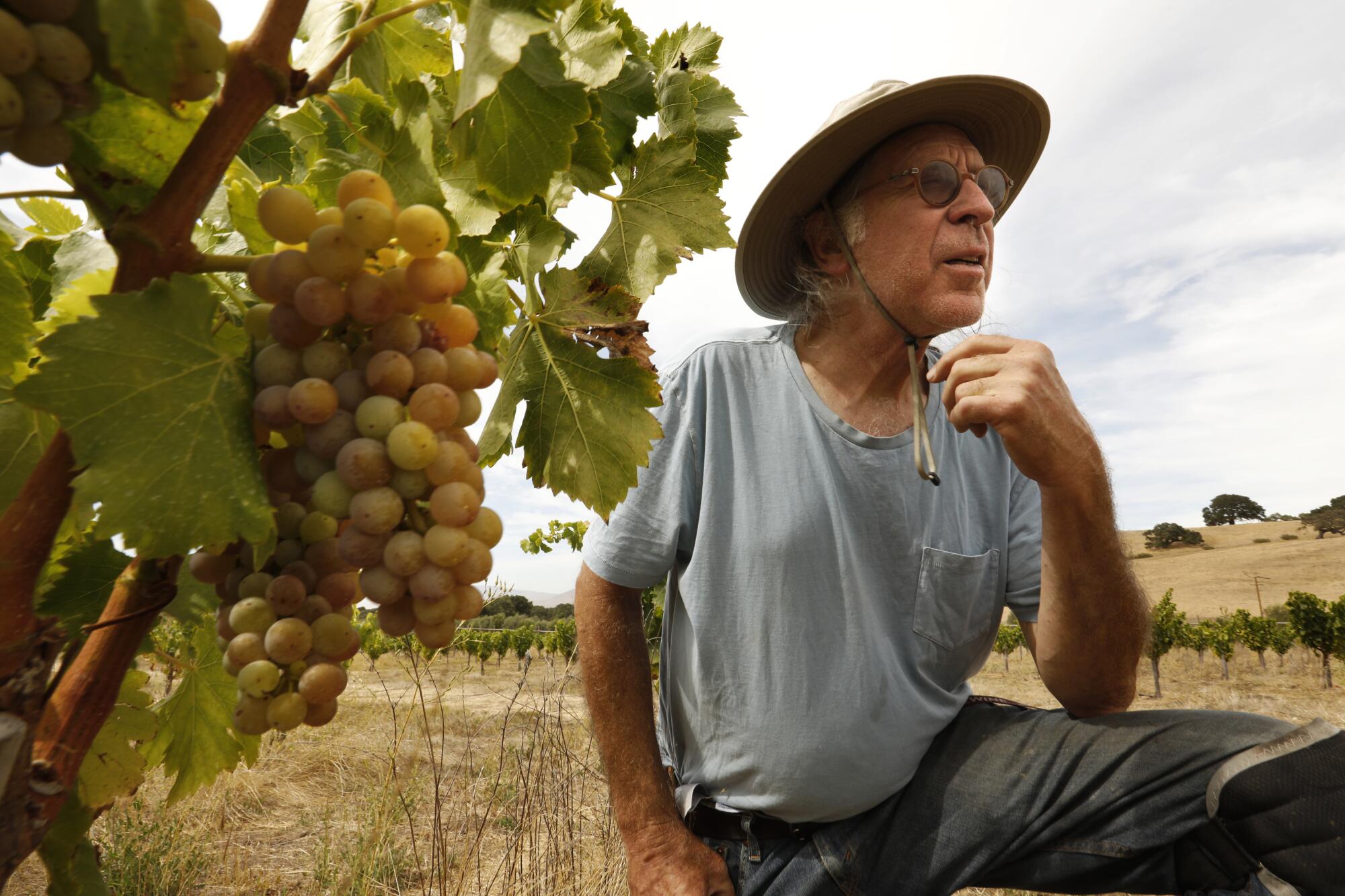 Randall Grahm, founder of Bonny Doon Vineyard, tends to young grenache noir vines.