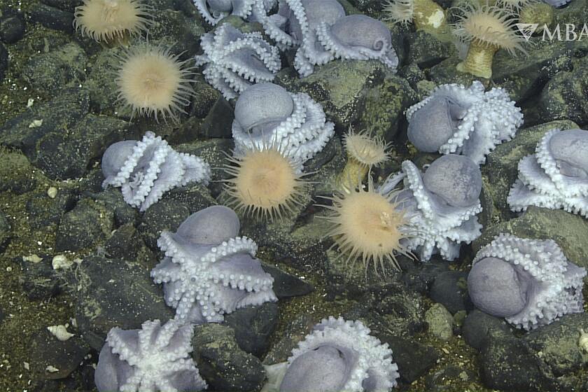 This 2019 image from video provided by MBARI shows female pearl octopuses nesting at the “octopus garden” near the Davidson Seamount off the California coast at a depth of approximately 3,200 meters (10,500 feet). Research published Wednesday, Aug. 23, 2023, in Science Advance shows heat seeping up from the base of an extinct underwater volcano helps the octopuses’ eggs hatch faster. (MBARI via AP)