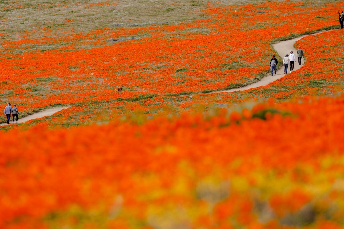 Visitors walk on a meandering path through fields of orange California poppies