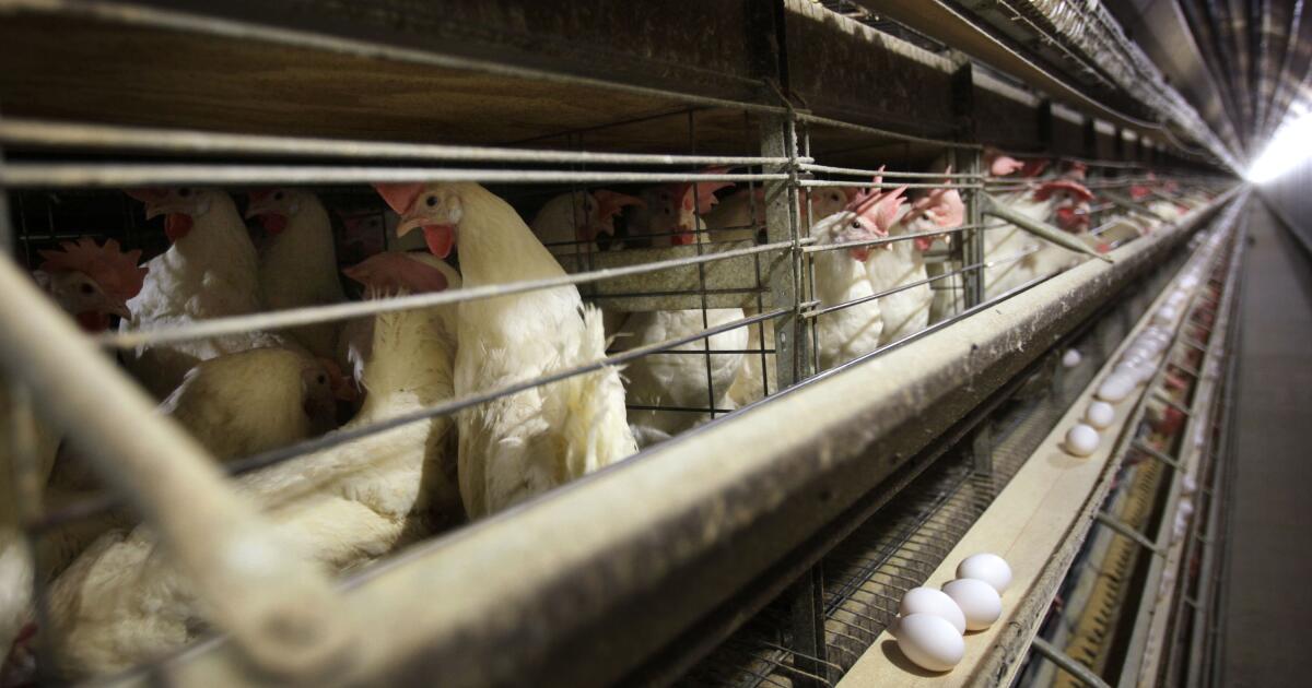 Killing 166 million birds hasn’t helped poultry farmers stop H5N1. Is there a better way?