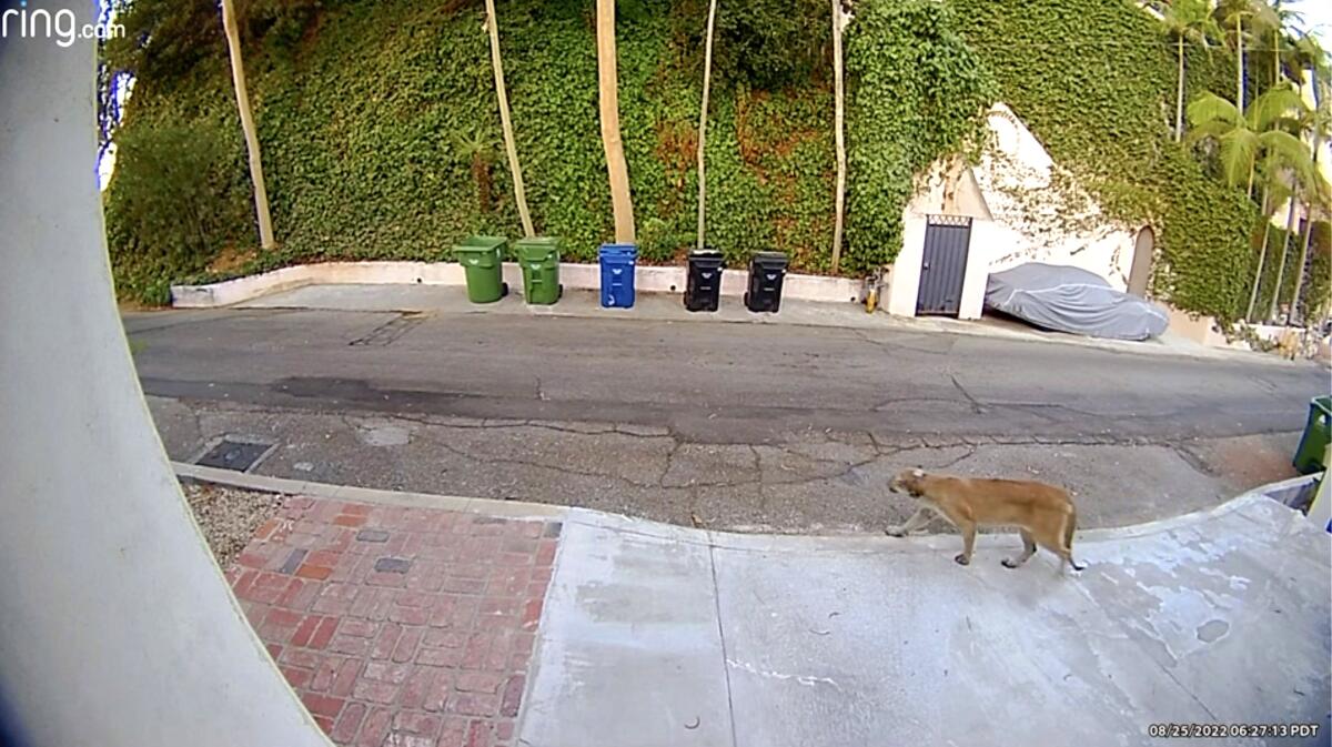 Image from home security video shows a mountain lion walking down a sidewalk on a residential street