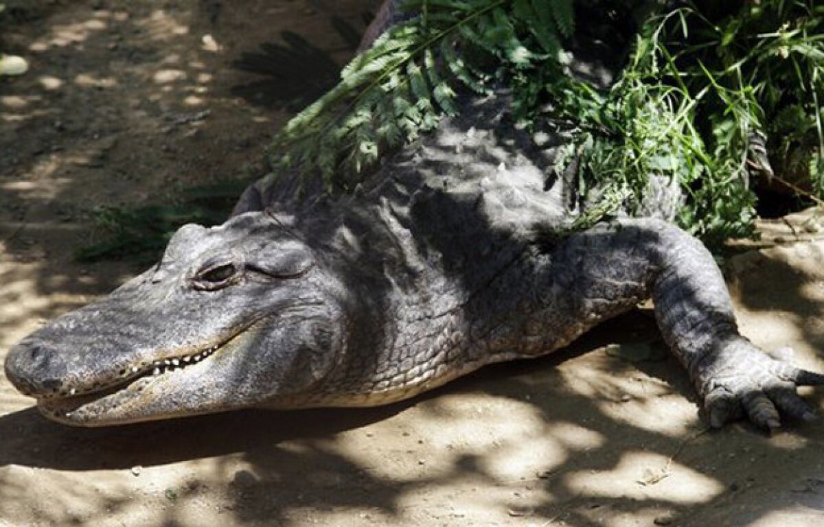 An alligator roams the ground in Brocketts Film Fauna.