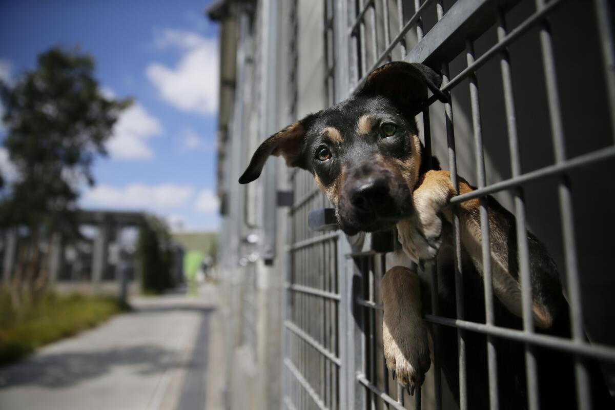 A German shepherd mix dog peers from his cage at the Chesterfield Square shelter in South Los Angeles.