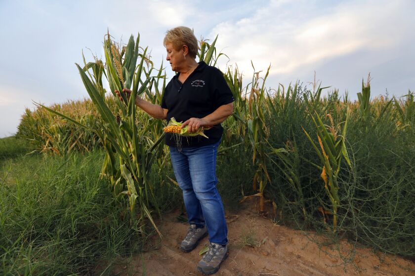 Casa Grande, Arizona-July 21, 2021- Nancy Caywood stands beside the corn that her son Travis Hartman farms using leased land that has water rights. The family hopes the profit from the corn (feed) will help pay the taxes and water dues they own on their own land Caywood Farms. (Carolyn Cole / Los Angels Times)