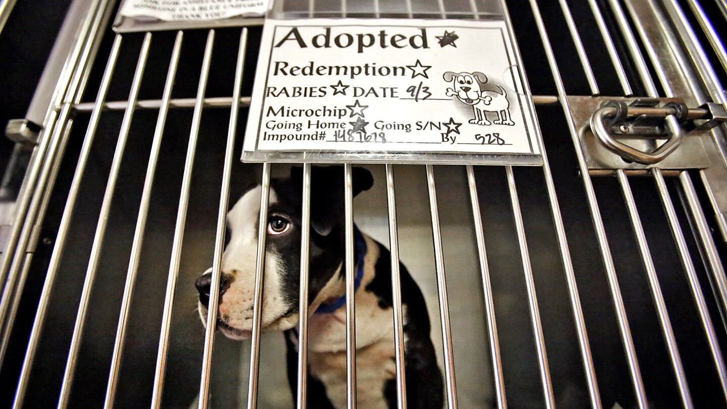 A pit bull puppy waits to be adopted by Salvador Ornelas, 22, at the North Central Animal Shelter. It was one of 10 puppies taken last month from Gerrick Miller, a homeless man. This followed allegations by animal rescuers that Miller was operating a puppy mill for profit.
