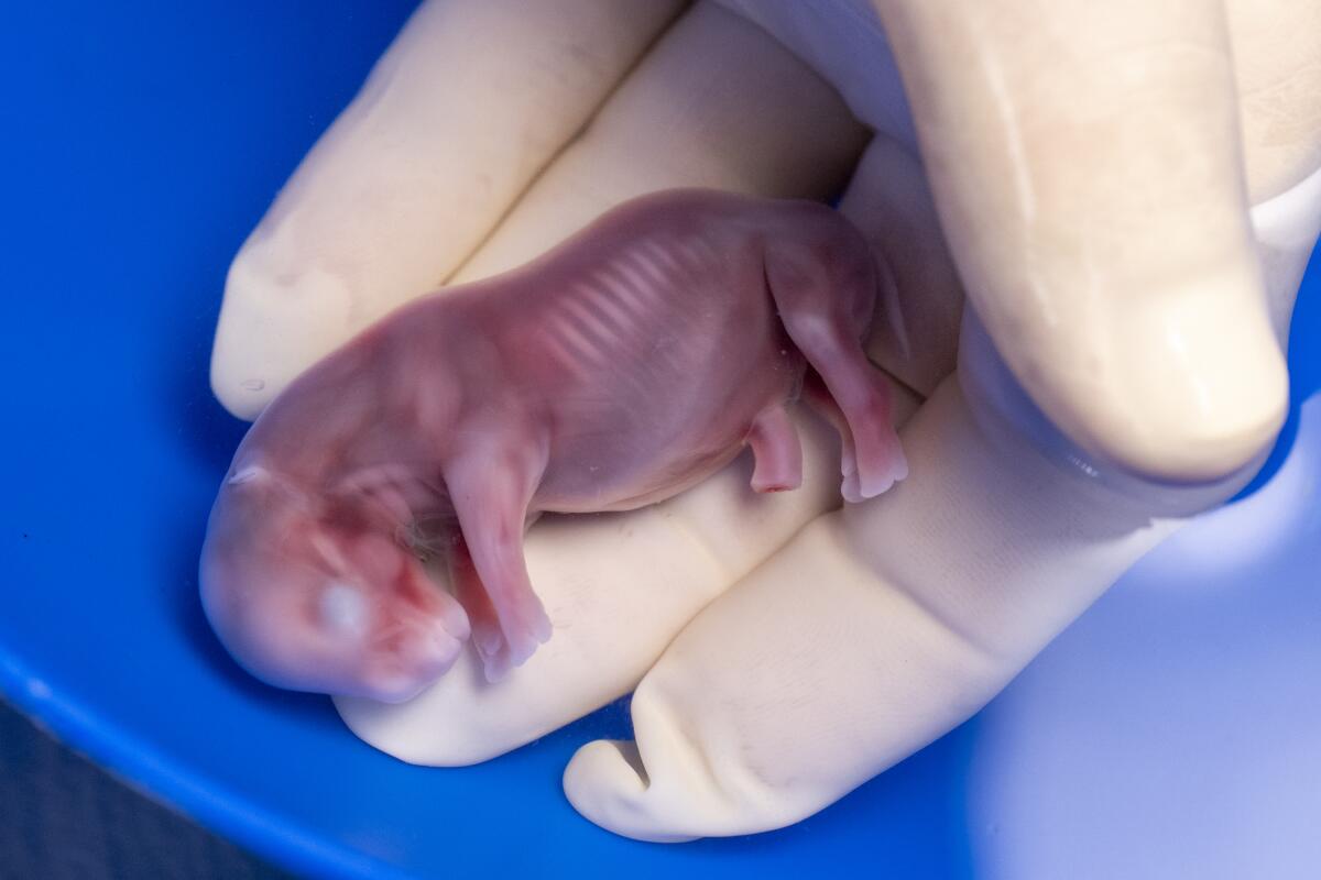 Closeup of a white rhinoceros embryo being held in a gloved hand