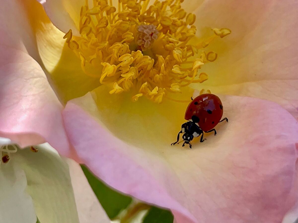 The beneficial lady beetles and larvae munch on pests. Don’t jeopardize them by using broad-spectrum pesticides.