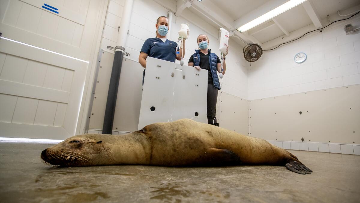 Seals and sea lions find a second chance at life in San Pedro