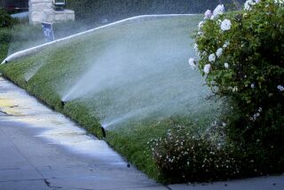 Los Angeles, CA - June 01: Sprinklers water the grass and flowers during early morning hours on a lawn at a house in Beverlywood neighborhood of Los Angeles on the first day that the LADWP drought watering restrictions are implemented Wednesday, June 1, 2022. (Allen J. Schaben / Los Angeles Times)