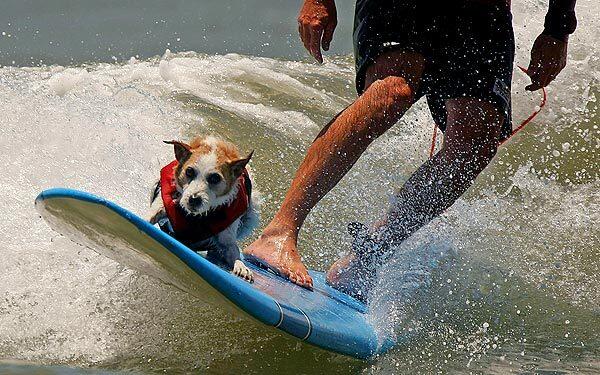 Bruce Hooker takes Buddy, a surfing Jack Russsell terrier, wave riding at C Street--or California Street--in Ventura. "When he sees a set coming, he starts barking; he knows a wave is coming," Hooker says.