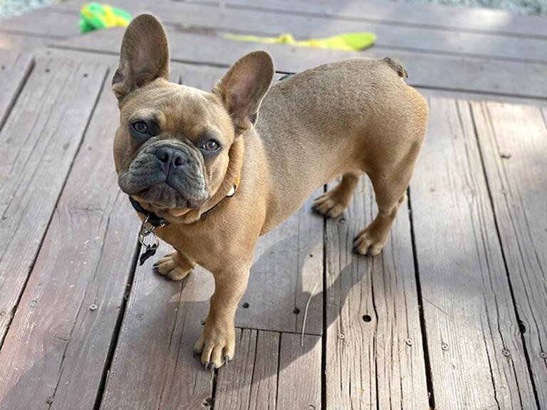 French bulldog, snatched in L.A. area, found in Philadelphia - Los ...