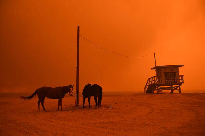 MALIBU, CALIFORNIA NOVEMBER 9, 2018-Horses are yied to a pole on the beach in Malibu as the Woolsey Fire comes down the hill Friday. (Wally Skalij/Los Angeles Times)