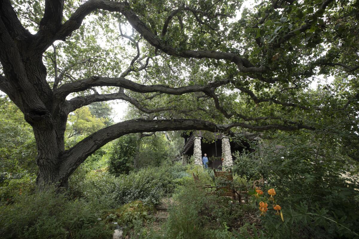 A large tree in the middle of a lush garden with two stone pillars in the distance