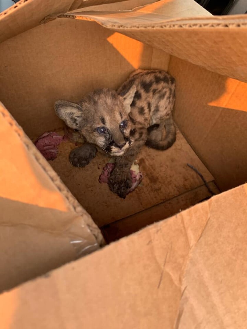 4 Pound Mountain Lion Cub Rescued From Zogg Fire Los Angeles Times