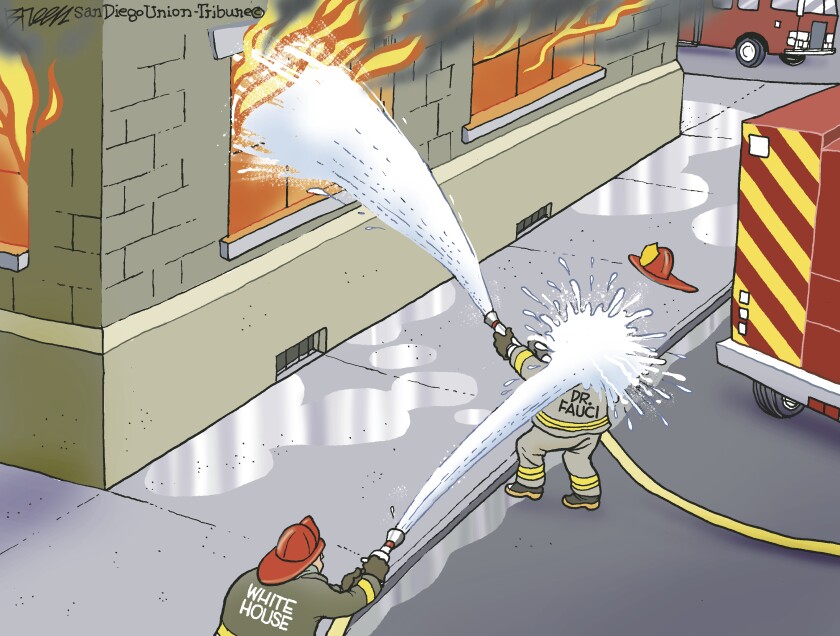 In this cartoon, Fauci is a fireman fighting a fire but getting hit with water by another firefighter labeled 'White House'