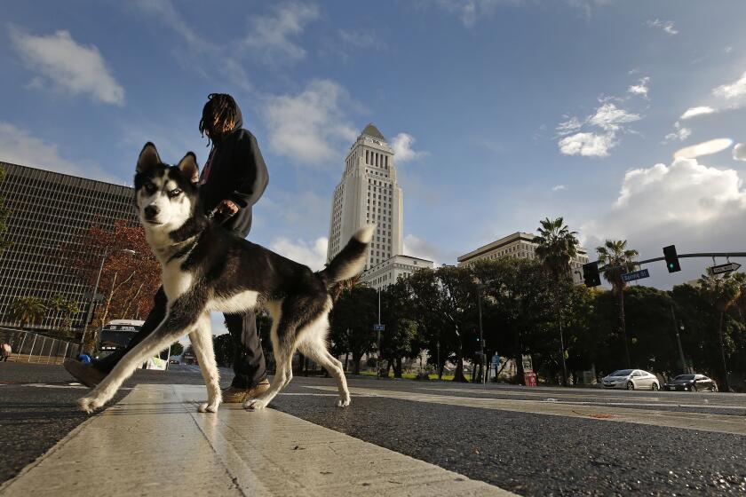 LOS ANGELES, CA - JANUARY 29: Eli Rose and "Bandit" out for their morning walk as Los Angeles City Hall breaks out of the clouds as showers lingered into the morning hours in downtown Los Angeles Friday morning after the third cold and wet storm system moves through the Southland.. Downtown on Friday, Jan. 29, 2021 in Los Angeles, CA. (Al Seib / Los Angeles Times).